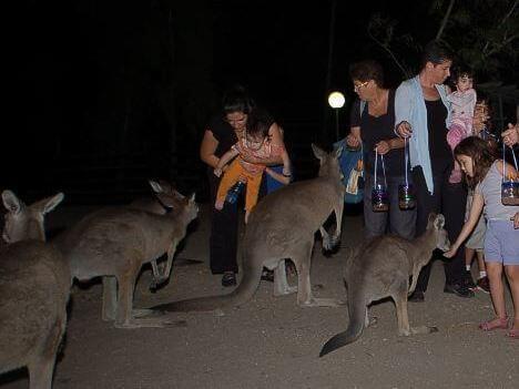 סיורי לילה בגן גורו
