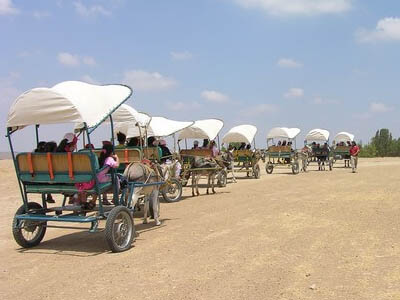  אטרקציות חוות פיליפ  