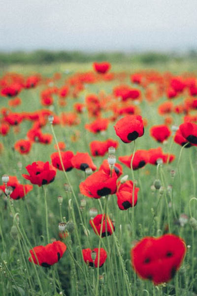 חוויה חקלאית לכל המשפחה