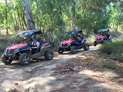 מחלבות צהלה