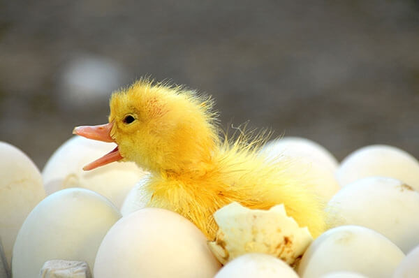 ברווזים בכפר 
