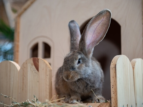 כפר הארנבונים חוות נגר