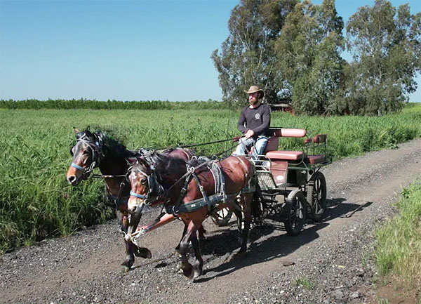 מרכבות הבשן 