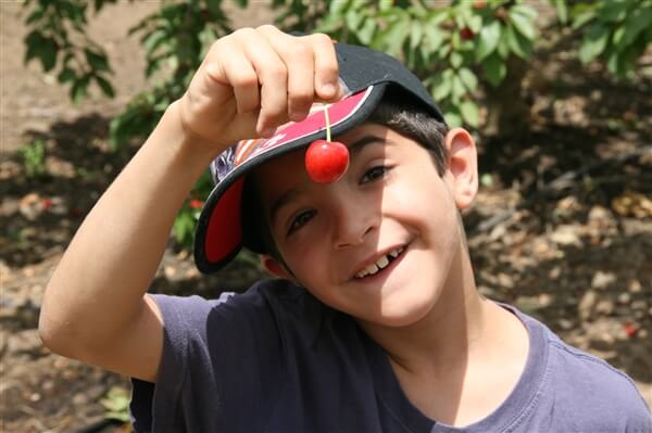 משק לוי קטיף עצמי