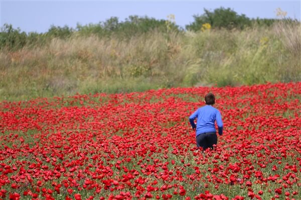 כלניות. צילום: שאטרסטוק