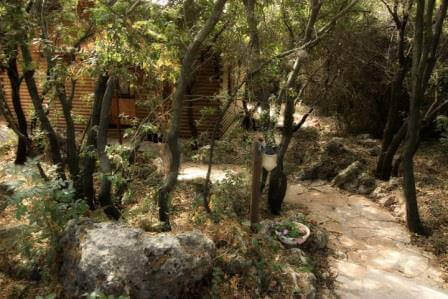 לנפוש בתוך סבך החורשה הפראי