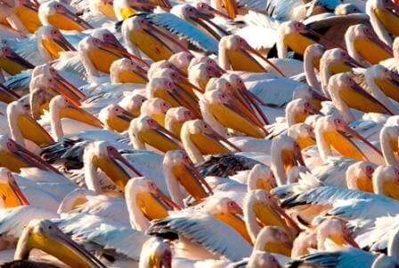 מחזה מרהיב במיוחד (צילום תומאס קרומנאקר)