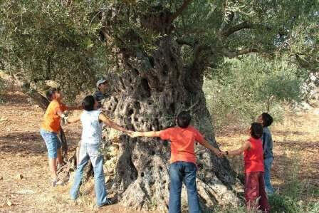 ימי המסיק: פסטיבל ימי ענף הזית