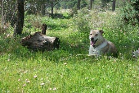 על ארבע: צימרים שמקבלים חיות מחמד