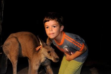 לילה בגן גורו: חוויה לילית בסגנון אוסטרלי