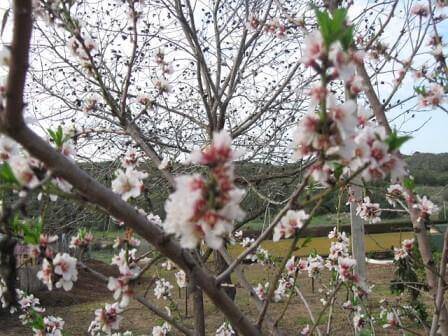 עמק האלה: קסם של איזור