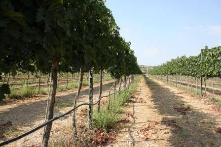 פסטיבל האוכל הכפרי 2016: אומנות וקולינריה