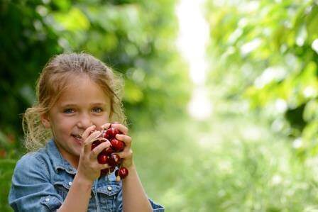 הדובדבן שבקצפת: קוטפים עם הילדים