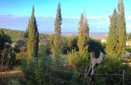 עין הוד: קסם של כפר אומנים 