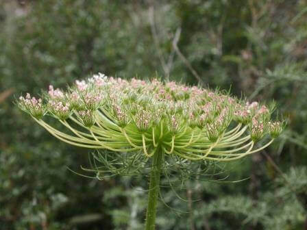 בעקבות התופעות היפות של החורף