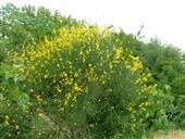 בוקר טוב:  7 צימרים עם ארוחת בוקר שווה