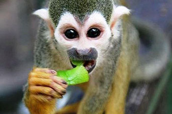 באנו שעמום לגרש