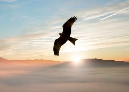 פסטיבל צפרות בחבל אילות