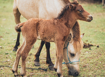אמץ לך חבר, או סוס