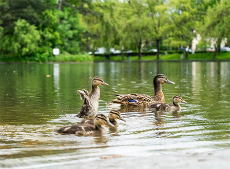 אגם הברבורים