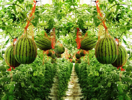 תערוכת החקלאות: סגול, ירוק, מתוק ומר