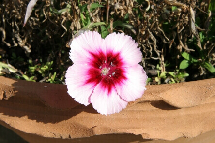 ט"ו בשבט: המקומות בהם כדאי לשתול