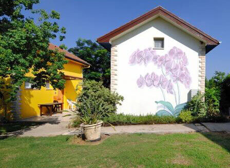 הכל על הסחלב