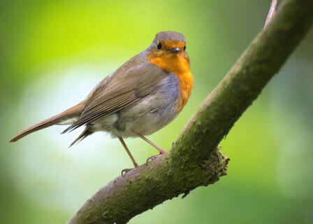 חופשה מוזיקלית בגליל