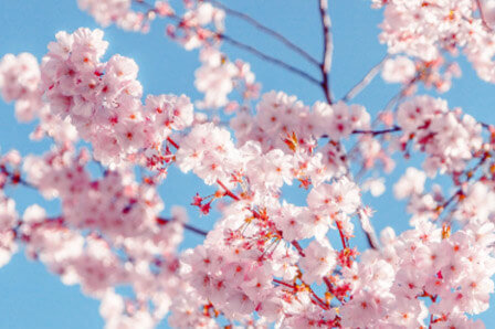 ט"ו בשבט: לפנק את הטבע