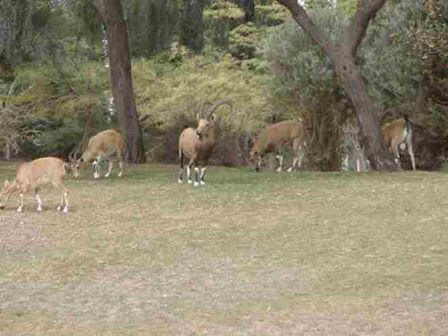 חיות וחיוכים:  לראות אותם בחיק הטבע