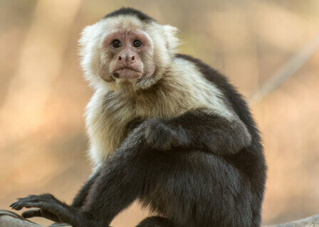 בקצב אפריקאי: חגיגות פסח בפארק הקופים
