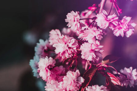 לא מיועד לאלרגנים: טיולי פריחה