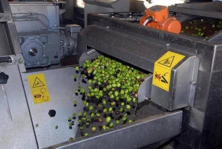 שימו שמן זית: חגיגות המסיק