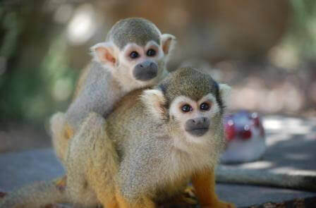 פסטיבל שבועות בחבל מודיעין