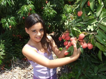 טרופי טבע: פסטיבל הליצ'י