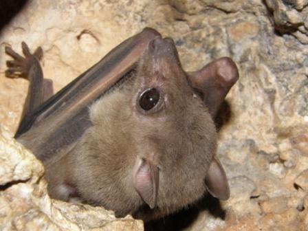 עטלף לסיום החופש: יום העטלף הבינלאומי