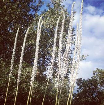 מה כבר סתיו? פריחת החצב