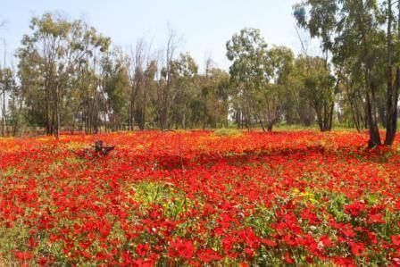אדום פורח: פסטיבל הכלניות בנגב