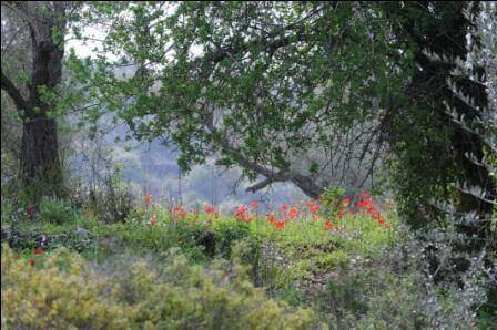 סיורי פריחה: כל שישי בחבל בנימין