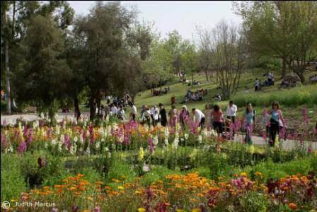 הגן הבוטני: פריחה בסגנון יפני