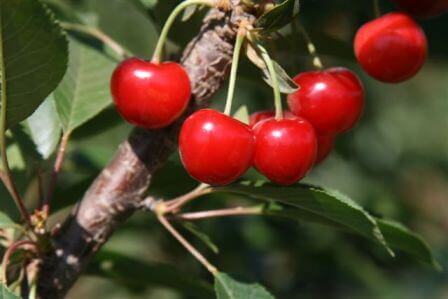 ממש עכשיו: עונת הדובדבנים כבר כאן