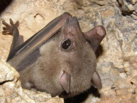 עטלף הפירות (צילום עזרא חדד)