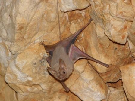 עטלף יזנוב קטן (צילום עזרא חדד)