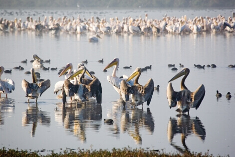 חסידה, חסידות בעמק החולה