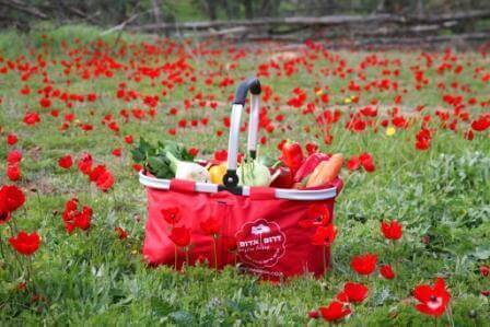 מרבדים אדומים מכל עבר (צילום רפי בביאן)