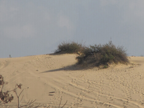 הנגב  צילום:זוהר קרטש