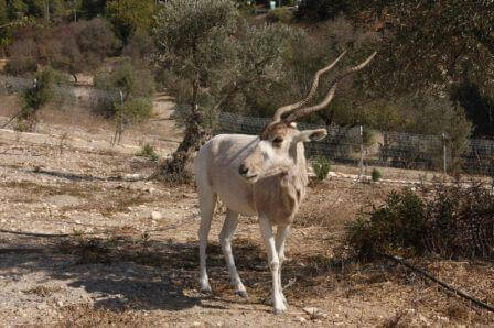 מהלכות חופשי ברחבי הפארק (צילום קק"ל)