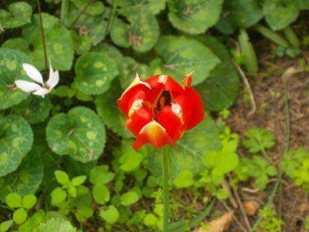 פריחה סתווית