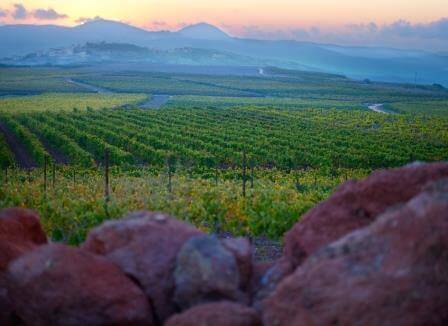 הנוף מושלם עם כוסית יין, יקב אדיר, צילום יח"צ
