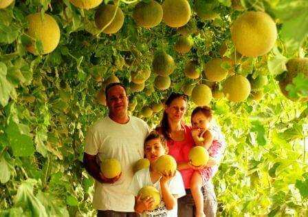 קטיף עצמי בערבה (צילום פרדי נפתלי)